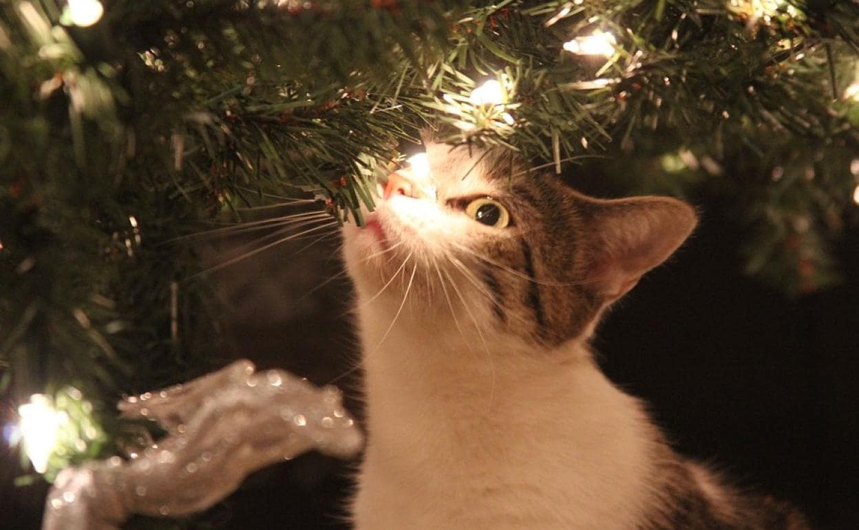 Arbol de navidad best sale a prueba de gatos